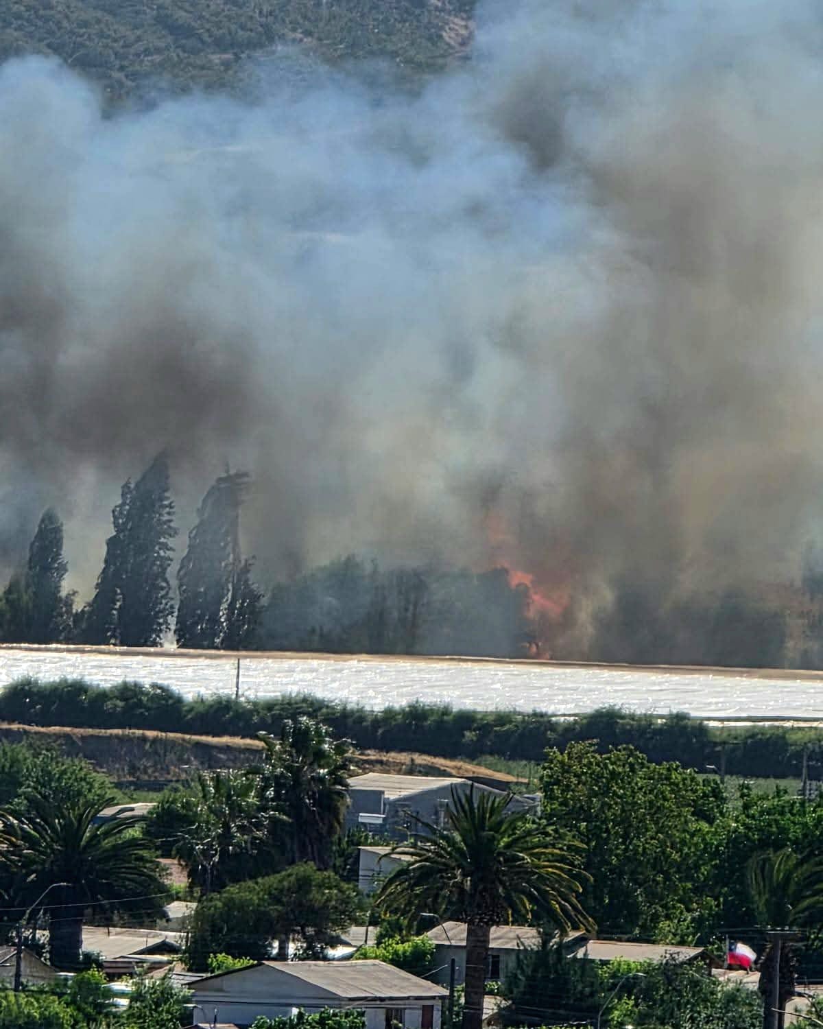 CATEMU: Más de 1.000 m² consumidos por incendio forestal en sector Santa Rosa de Catemu