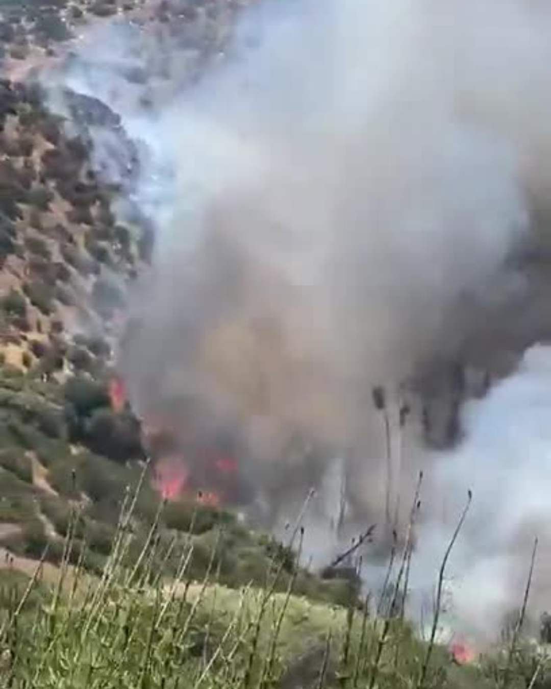 CATEMU: [VIDEO] Incendio forestal obliga a evacuar sector San Carlos Alto en Catemu