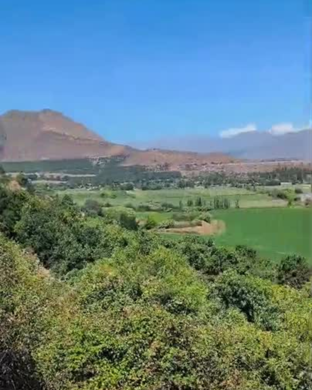 CATEMU: [VIDEO] Desde las 14:26 horas se obliga a evacuar sector San Carlos Alto de Catemu por incendio forestal