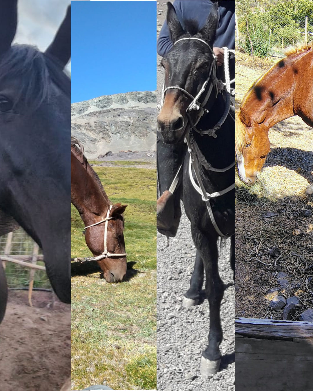 LOS ANDES: Buscan cuatro equinos robados: fueron vistos por última vez en cercano al Puerto Terrestre en El Sauce