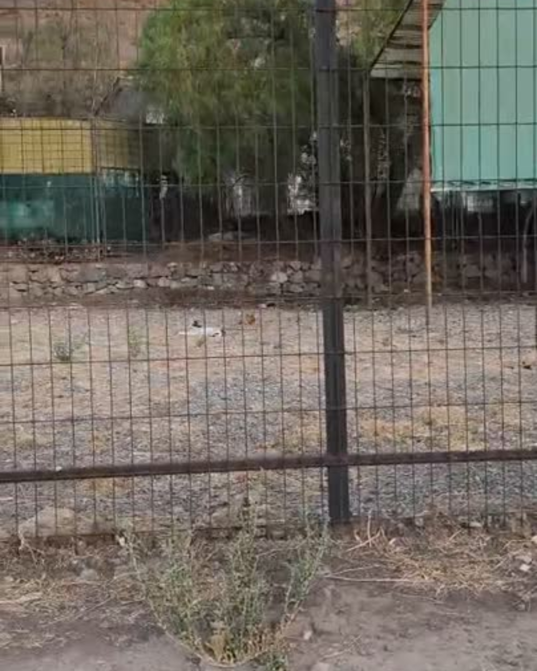 LOS ANDES: Agrupación Animalistas al Rescate inicia operativo de esterilización para colonia de gatos en calle Independencia