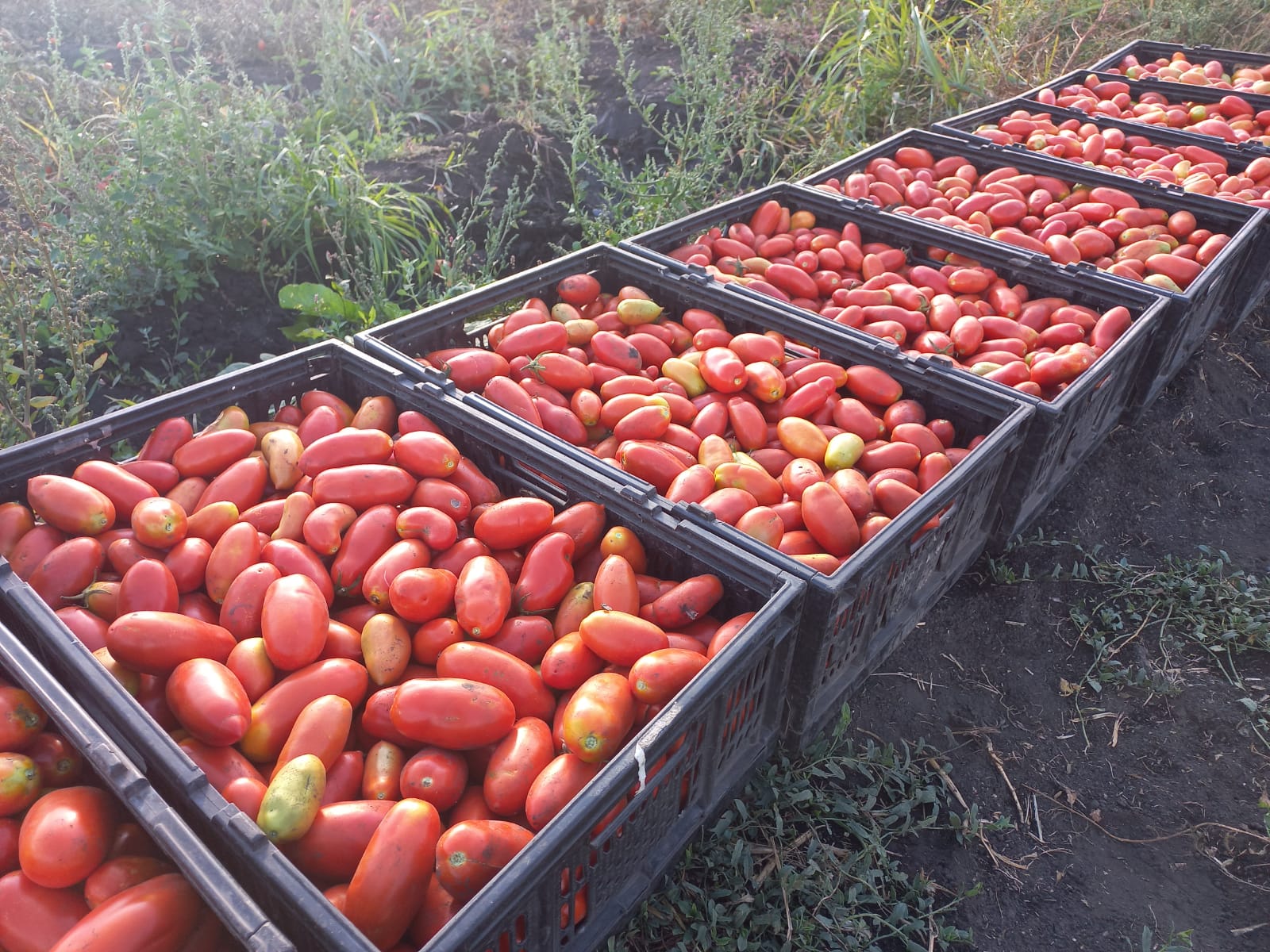 PANQUEHUE: Agricultora de Panquehue tiene exitosa producción agroecológica basada en saberes ancestrales 1 PANQUEHUE: Agricultora de Panquehue tiene exitosa producción agroecológica basada en saberes ancestrales