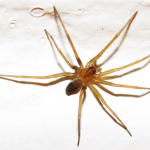 ACONCAGUA: Llega el calor y llega la araña de rincón: toma nota y previene