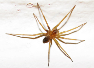 ACONCAGUA: Llega el calor y llega la araña de rincón: toma nota y previene