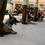 SAN FELIPE: Escuadrón Canino de Carabineros sorprende a estudiantes del Liceo San Felipe