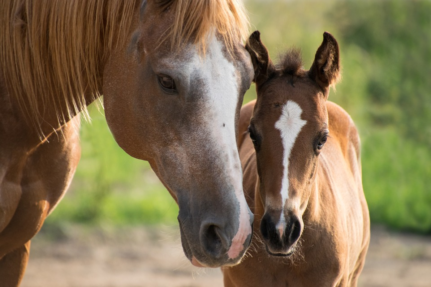 CALLE LARGA: Realizan operativo veterinario gratuito para equinos junto a estudiantes y profesionales universitarios
