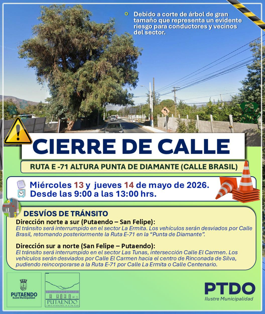 PUTAENDO: Anuncian cortes y desvíos de tránsito por tala preventiva de árbol de gran tamaño