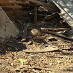 PANQUEHUE: [VIDEO] Encuentran un cráneo humano en Panquehue: Brigada de Homicidios investiga el hallazgo