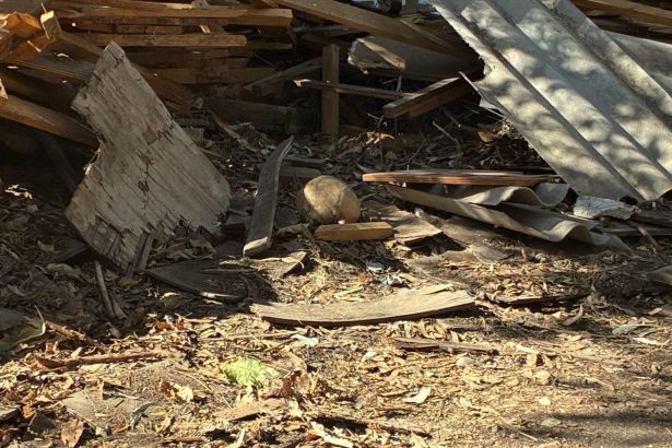 PANQUEHUE: [VIDEO] Encuentran un cráneo humano en Panquehue: Brigada de Homicidios investiga el hallazgo