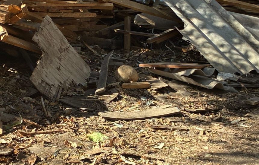 PANQUEHUE: [VIDEO] Cráneo humano encontrado en Panquehue será sometido a peritajes para determinar su origen