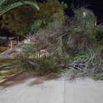 LOS ANDES: [VIDEO] Fuerte viento provoca caída de árbol en Villa Los Castaños