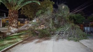 LOS ANDES: [VIDEO] Fuerte viento provoca caída de árbol en Villa Los Castaños