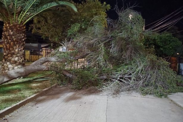 LOS ANDES: [VIDEO] Fuerte viento provoca caída de árbol en Villa Los Castaños