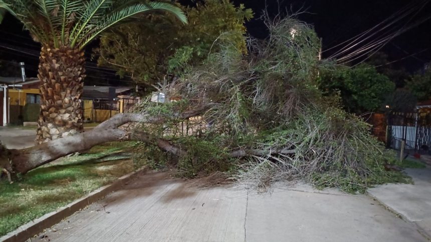 LOS ANDES: [VIDEO] Fuerte viento provoca caída de árbol en Villa Los Castaños