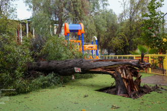 LOS ANDES: SLEP Los Andes evalúa daños por el sistema frontal: árbol caído e inundaciones entre las principales afectaciones