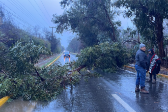 LLAY LLAY: Tránsito suspendido en camino Santa Rosa–El Porvenir por caída de un árbol