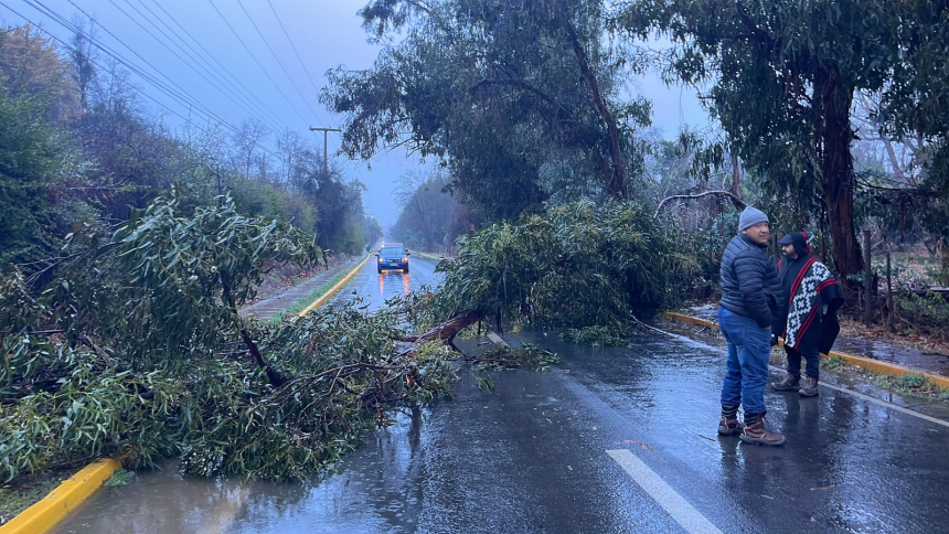 LLAY LLAY: Tránsito suspendido en camino Santa Rosa–El Porvenir por caída de un árbol