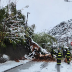 LOS ANDES: Árbol de gran tamaño bloqueó la ruta en Río Blanco: Bomberos realizó labores de despeje