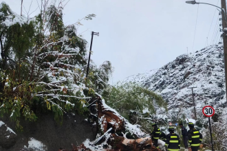 LOS ANDES: Árbol de gran tamaño bloqueó la ruta en Río Blanco: Bomberos realizó labores de despeje