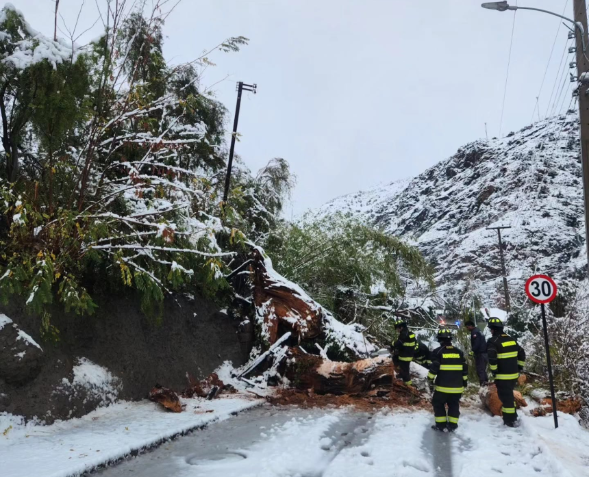 LOS ANDES: Árbol de gran tamaño bloqueó la ruta en Río Blanco: Bomberos realizó labores de despeje