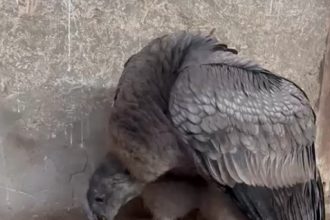 LOS ANDES: [VIDEO] Cóndor rescatado por Carabineros inicia su recuperación en CEREFAN Aconcagua