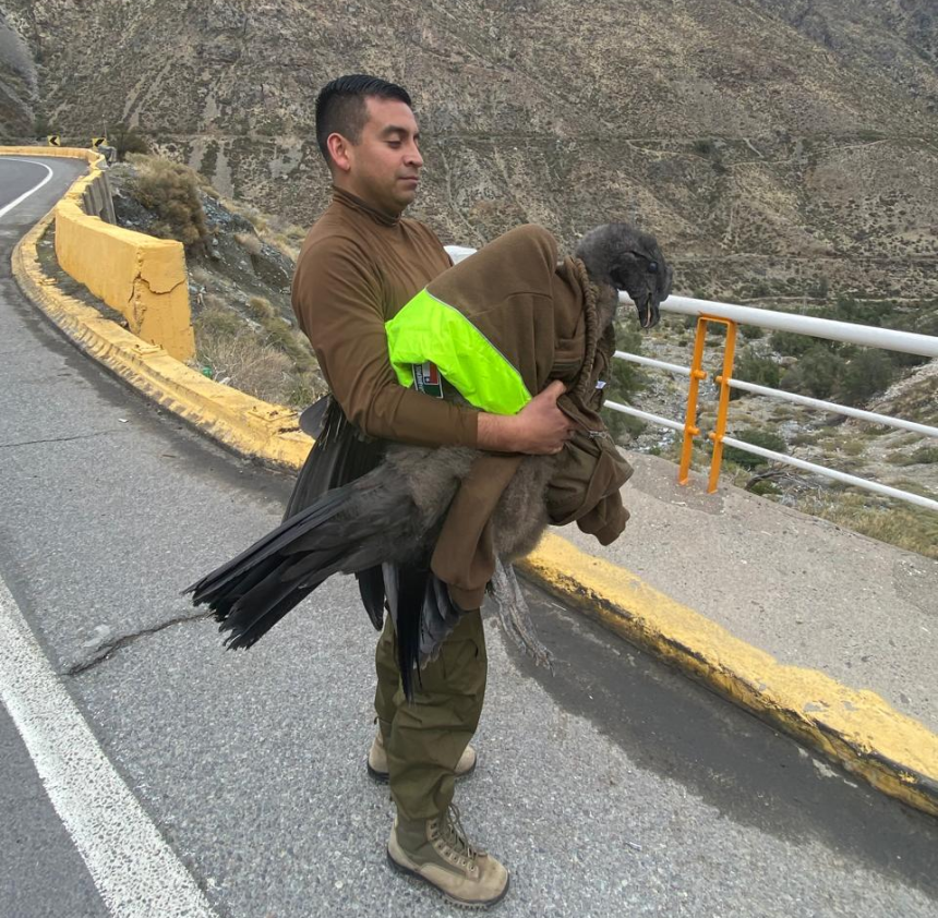 LOS ANDES: [VIDEO] Carabineros rescata a cóndor herido en la Ruta Internacional Los Libertadores
