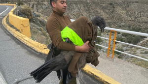 LOS ANDES: [VIDEO] Así fue la captura del cóndor herido en la Ruta Internacional Los Libertadores