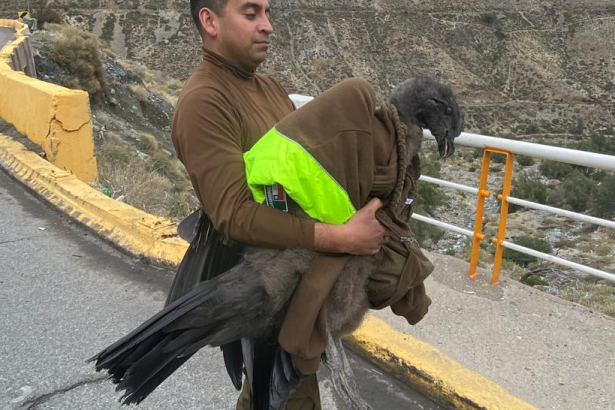 LOS ANDES: [VIDEO] Carabineros rescata a cóndor herido en la Ruta Internacional Los Libertadores