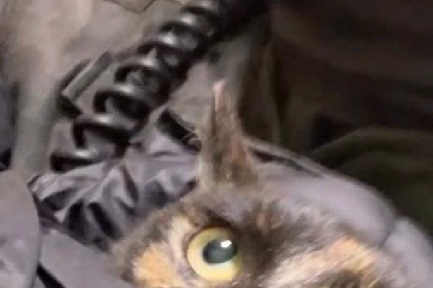 LOS ANDES: Bomberos rescatan a gatito atrapado entre panderetas: "Cada vida merece nuestro compromiso"