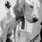 CALLE LARGA: Perrita fue hallada desnutrida y con lesiones: Municipio iniciará acciones legales por grave caso de maltrato animal