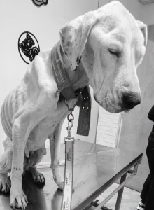 CALLE LARGA: Perrita fue hallada desnutrida y con lesiones: Municipio iniciará acciones legales por grave caso de maltrato animal