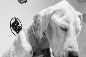 CALLE LARGA: Perrita fue hallada desnutrida y con lesiones: Municipio iniciará acciones legales por grave caso de maltrato animal
