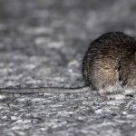 REGIÓN: Región de Valparaíso entra en Alerta Sanitaria por hantavirus: autoridades refuerzan llamado a la prevención