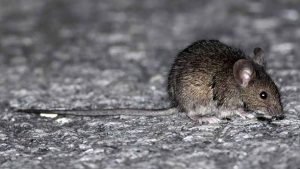 REGIÓN: Región de Valparaíso entra en Alerta Sanitaria por hantavirus: autoridades refuerzan llamado a la prevención