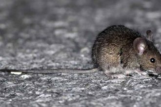 REGIÓN: Región de Valparaíso entra en Alerta Sanitaria por hantavirus: autoridades refuerzan llamado a la prevención