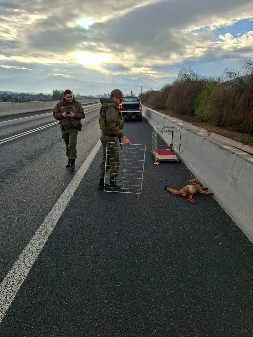 PANQUEHUE: Rescatan a zorro atropellado en la Ruta CH-60: Carabineros y Seguridad Municipal coordinan su entrega al SAG
