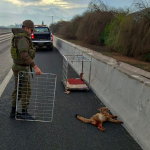 PANQUEHUE: Rescatan a zorro atropellado en la Ruta CH-60: Carabineros y Seguridad Municipal coordinan su entrega al SAG