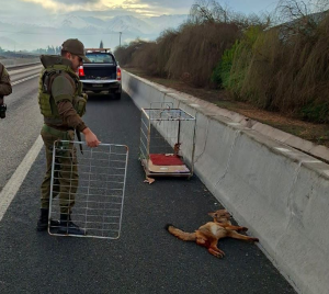 PANQUEHUE: Rescatan a zorro atropellado en la Ruta CH-60: Carabineros y Seguridad Municipal coordinan su entrega al SAG