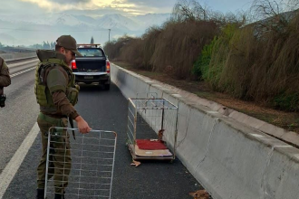 PANQUEHUE: Rescatan a zorro atropellado en la Ruta CH-60: Carabineros y Seguridad Municipal coordinan su entrega al SAG