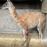 ACONCAGUA: Falta de recursos golpea a CEREFAN: centro mantiene suspendido el ingreso de nuevos animales