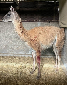 ACONCAGUA: Falta de recursos golpea a CEREFAN: centro mantiene suspendido el ingreso de nuevos animales