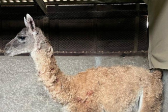 ACONCAGUA: Falta de recursos golpea a CEREFAN: centro mantiene suspendido el ingreso de nuevos animales