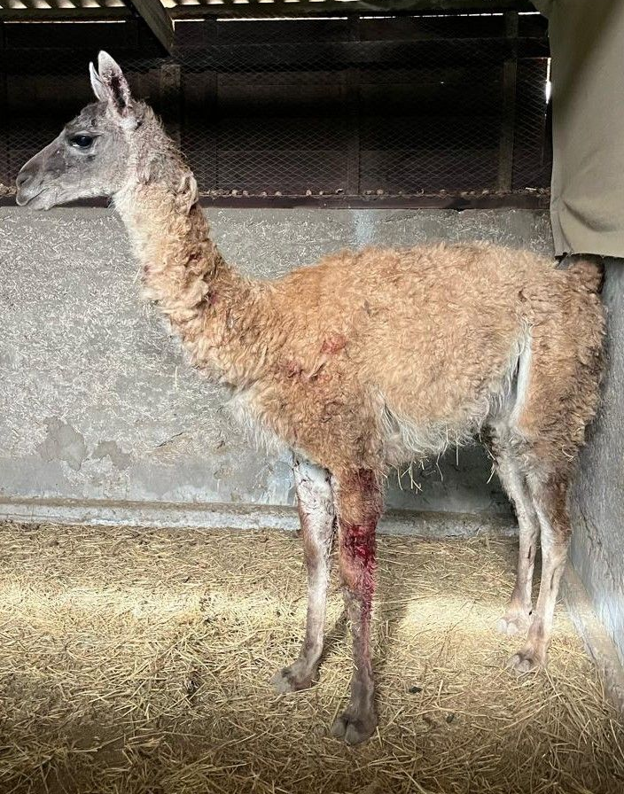 ACONCAGUA: Falta de recursos golpea a CEREFAN: centro mantiene suspendido el ingreso de nuevos animales